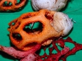 Clathrus ruber0036